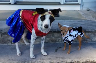 What To Give Dog Trick-Or-Treaters