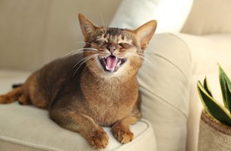 120+ Incredible and Festive Christmas Names for Cats: Male & Female Ideas