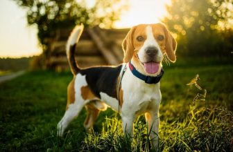 How Fast Can a Beagle Run? Here’s What You Should Know!
