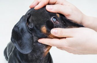 How Much Does Dog Cataract Surgery Cost? (2022 Price Guide)