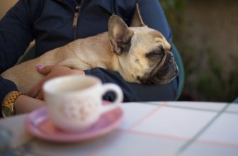 8 French Bulldog Eye Problems: Common Types and Symptoms to Look Out For
