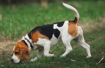 How and What Do Beagles Hunt? 4 Common Types of Prey