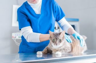 How Much Does It Cost to Express a Cat’s Anal Glands? (2022 Price Guide)