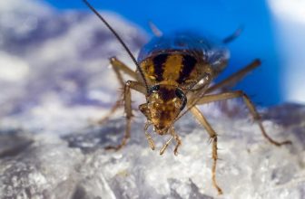 Do Spiders Eat Roaches? Everything You Want to Know!