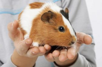 What’s the Ideal Temperature for Guinea Pigs? What You Need to Know!