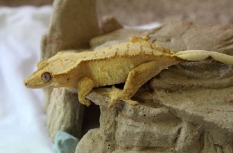 What’s the Ideal Humidity Level for Crested Geckos?