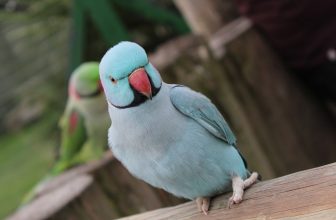 How to Teach a Parakeet to Talk (6 Tips and Tricks)