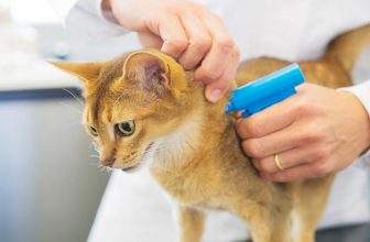 Average Cost to Microchip a Cat or Dog in Canada (2022 Guide)