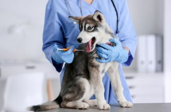 How Much Does It Cost to Microchip a Dog? (2022 Price Guide)