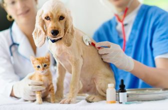 10 Best Pet Insurance in Wyoming in 2022: Reviews & Top Picks