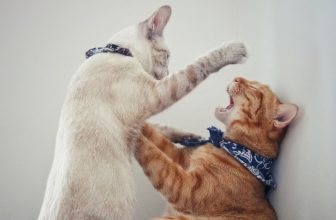 Cats Fighting All of a Sudden? Here are 6 Possible Reasons Why