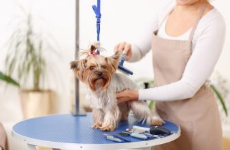 How Much Does Dog Grooming Cost? (2022 Price Guide)