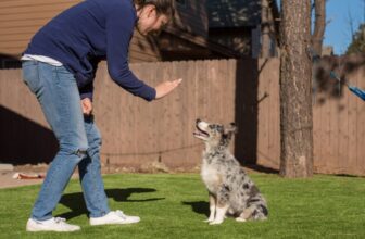 How to Train an Australian Shepherd: 8 Tips & Tricks