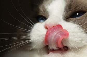 Why Do Cats Have Rough Tongues? (According to Science)