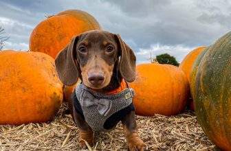 Peculiar Pet Facts: Halloween Edition