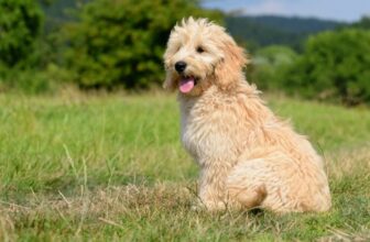 Do Goldendoodles Bark a Lot? What You Should Know!