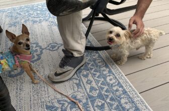 Why Does My Dog Have Accidents At Other People’s Houses?