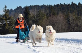 Is Dog Sledding Cruel? Is It an Ethical Activity?