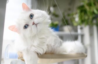 Does Your Cat Recognize Their Name and Your Voice?