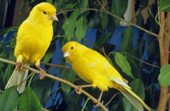 American Singer Canary: Pictures, Care Guide, Temperament & Traits
