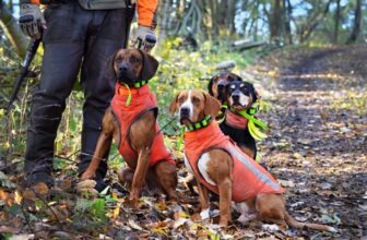7 Best Hunting Dog Vests in 2023 – Reviews & Top Picks