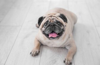 Recognizing Obesity As A Disease In Dogs