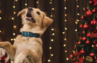 A Holiday Poem For Our Diamond Pet Foods Family