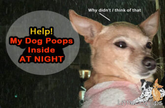 Help! My Dog Poops In The House At Night 🐾 Little Dog Tips
