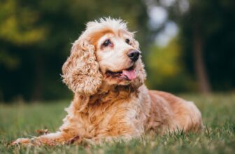 Caring for a Senior Dog: A Diamond Pet Foods Guide