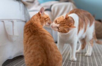 Friend or Foe? Tips for Introducing Your New Cat to Your Current Cat