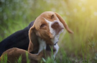 The Life (and Death) of Fleas and Ticks on Dogs