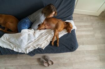 How To Comfort a Dog With Pancreatitis: Vet Recommendations