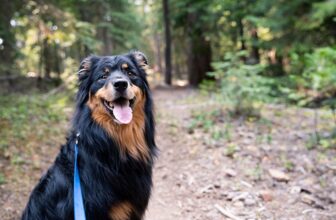 9 Dog Friendly Trails In Sedona To Visit Today: 2023 Update