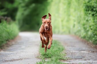How Much Exercise Does My Vizsla Need? Vet Reviewed Facts & FAQ