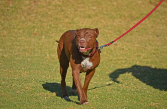 What Temperature Is Too Hot to Walk a Dog? (Vet Answer)