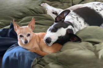 Do Dogs Get Colds and Flus? What We Need To Watch for This Winter 🐾 Little Dog Tips