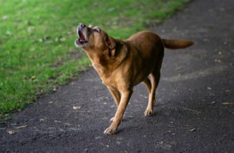 Why Do Dogs Howl at The Moon? Dog Behavior Explained