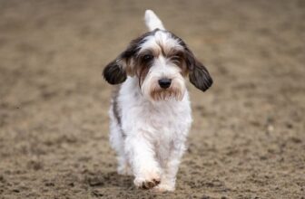 45 Dog Breeds That Start With B: Pictures, Facts & History