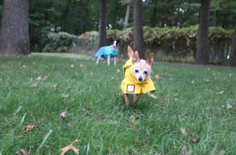 Should I Make My Dog Go Outside In The Rain? 🐾 Little Dog Tips