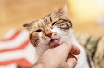 Why Does My Cat Lick Me?