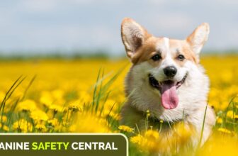 Safety Tips for Dogs in Spring