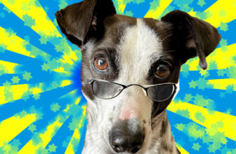 Can Dogs Have Bad Eyesight? Why I Think My Dog Needs Glasses 🐾 Little Dog Tips