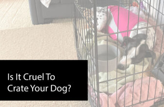 Is It Cruel To Crate Your Dog? 🐾 Little Dog Tips