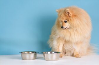 Is Wet or Dry Food Better for Dogs?