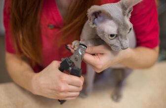 How to Trim a Cat’s Nails That Won’t Let You: 7 Vet Approved Steps