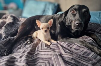 Neddy’s Day Spa: A Chihuahua’s Guide to Ear Cleaning & Self-Care