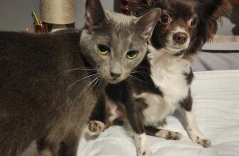 Do Dogs Dream? What I Imagine Penny Dreams About